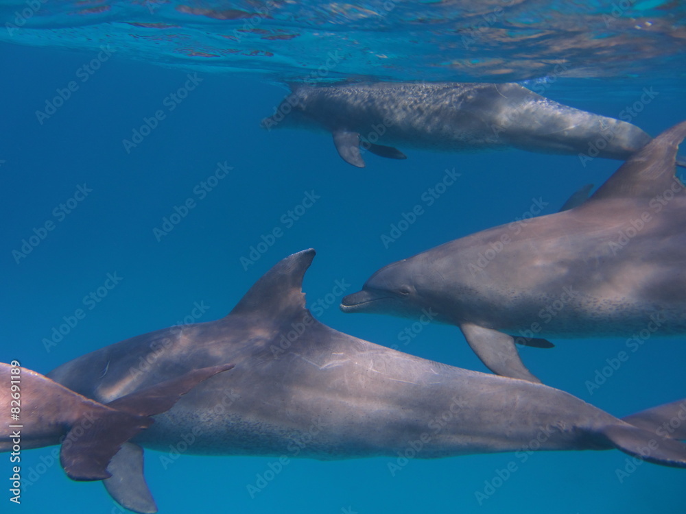 Fototapeta premium Delfine