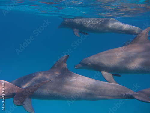 Delfine © dauergrinsi
