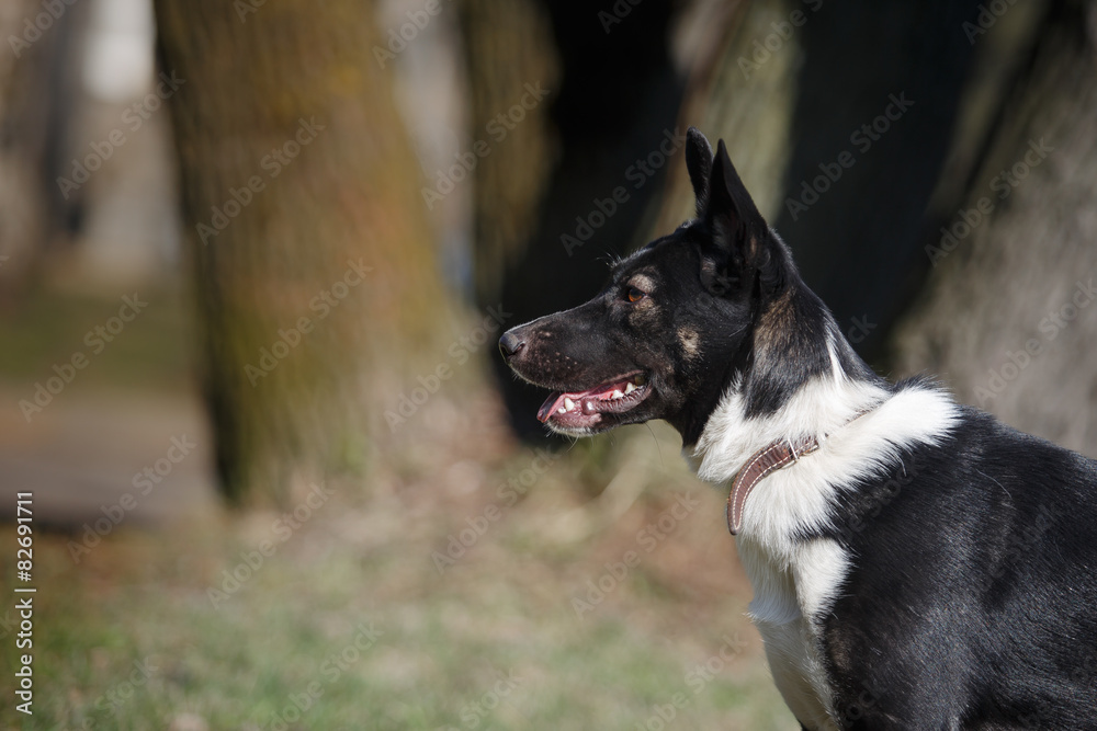 Mixed breed dog in nature Mixed breed dog in nature