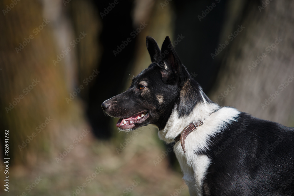 Mixed breed dog in nature