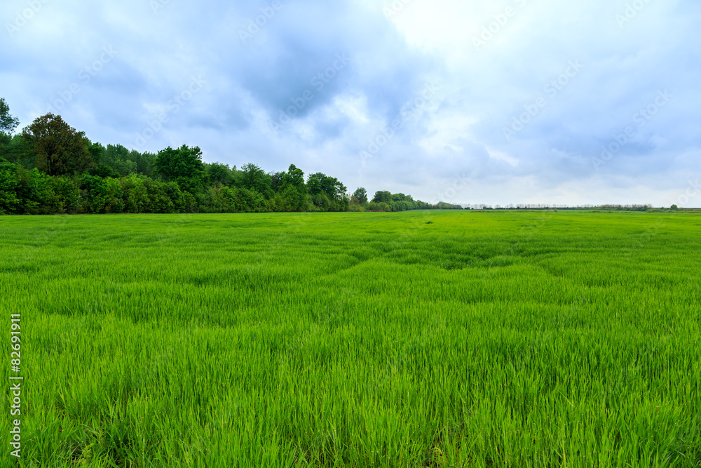 Wheat field