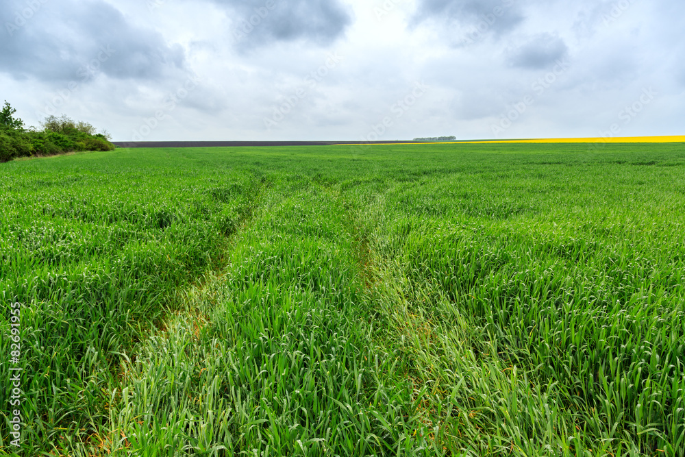 Fototapeta premium Wheat field