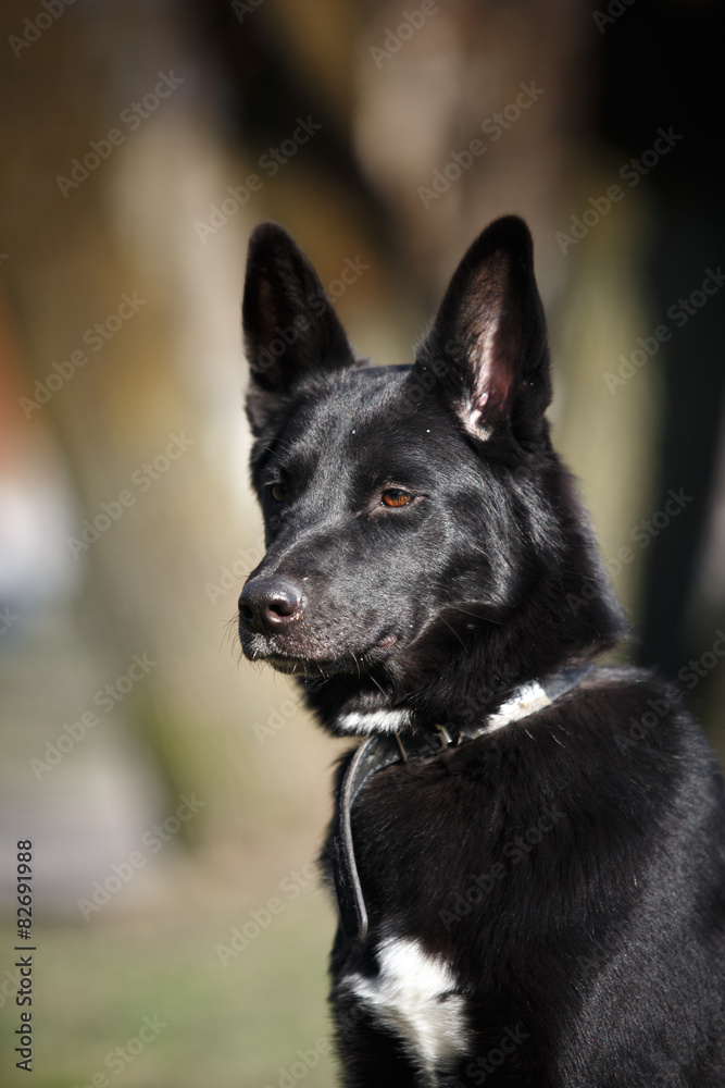 Mixed breed dog in nature