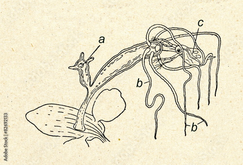 Hydra with prey and bud photo