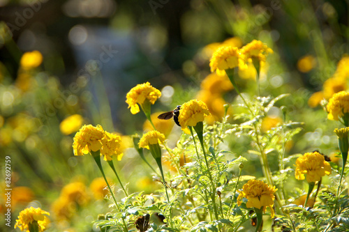 Marigold flower impact sunlight. © noppharat