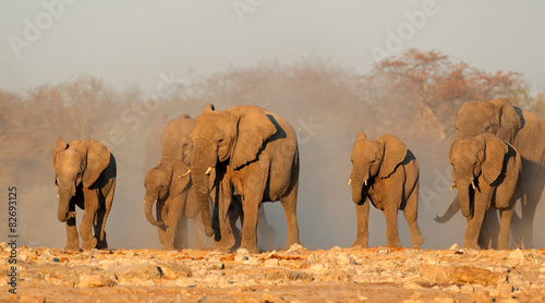 African elephants in dust #82693125