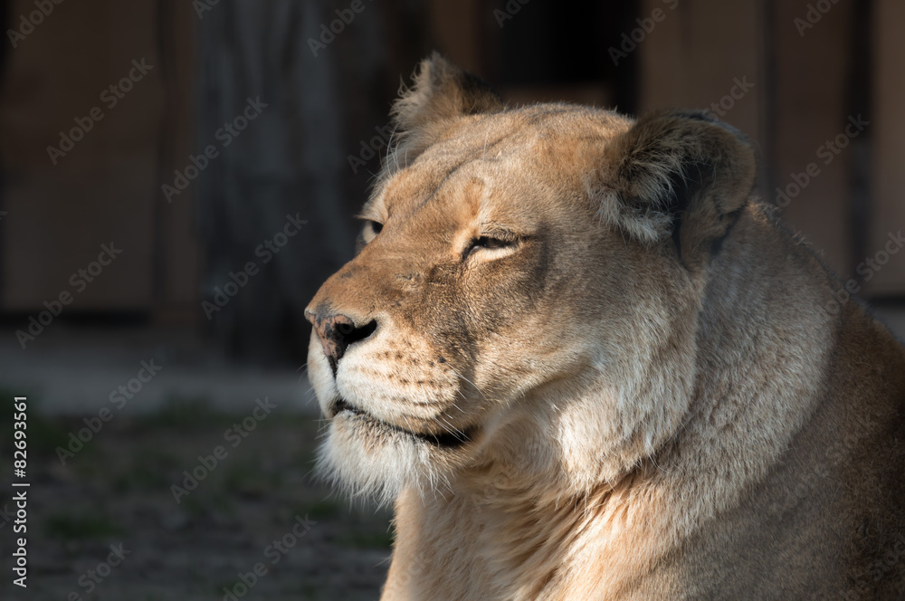 Lioness in the sun Lioness in the sun