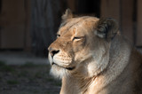 Lioness in the sun