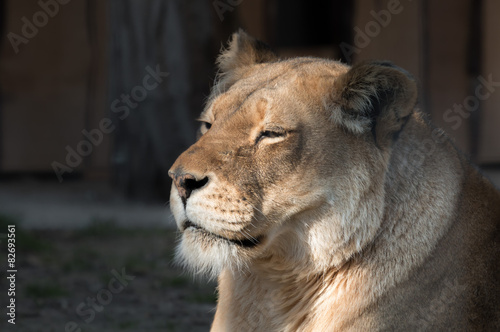 Fototapeta Naklejka Na Ścianę i Meble -  Lioness in the sun