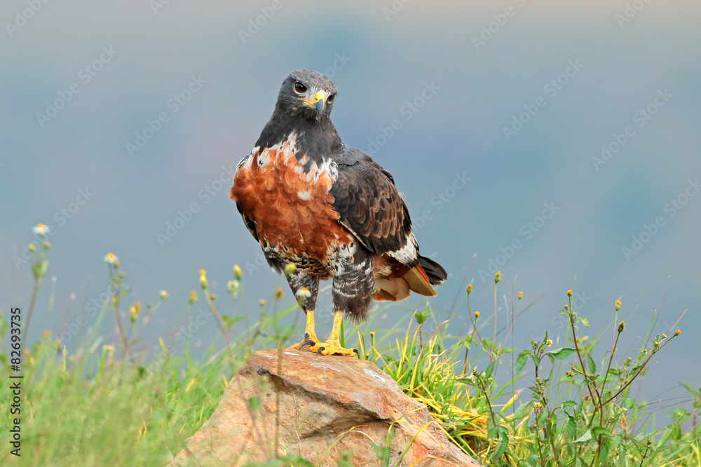 Obraz premium A jackal buzzard perched on a rock