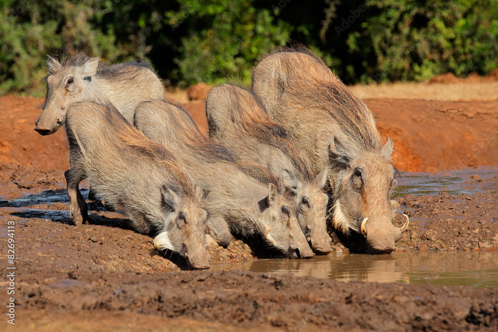A family of warthogs drinking water A family of warthogs drinking water