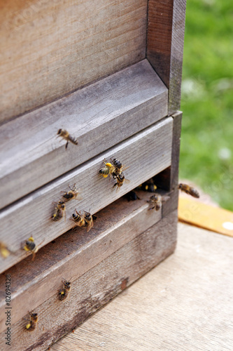 bienenstock photo