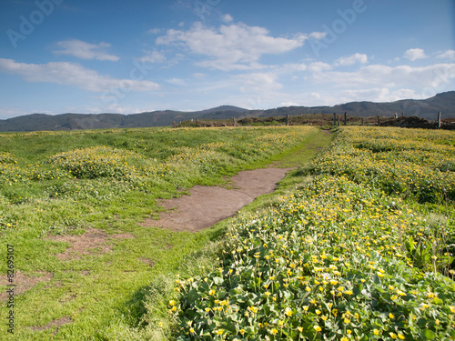 Grass meadow with flowers and a trail