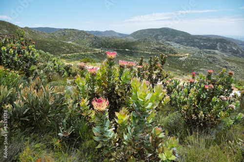 Canvastavla Protea