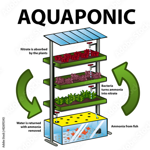 Aquaponic system