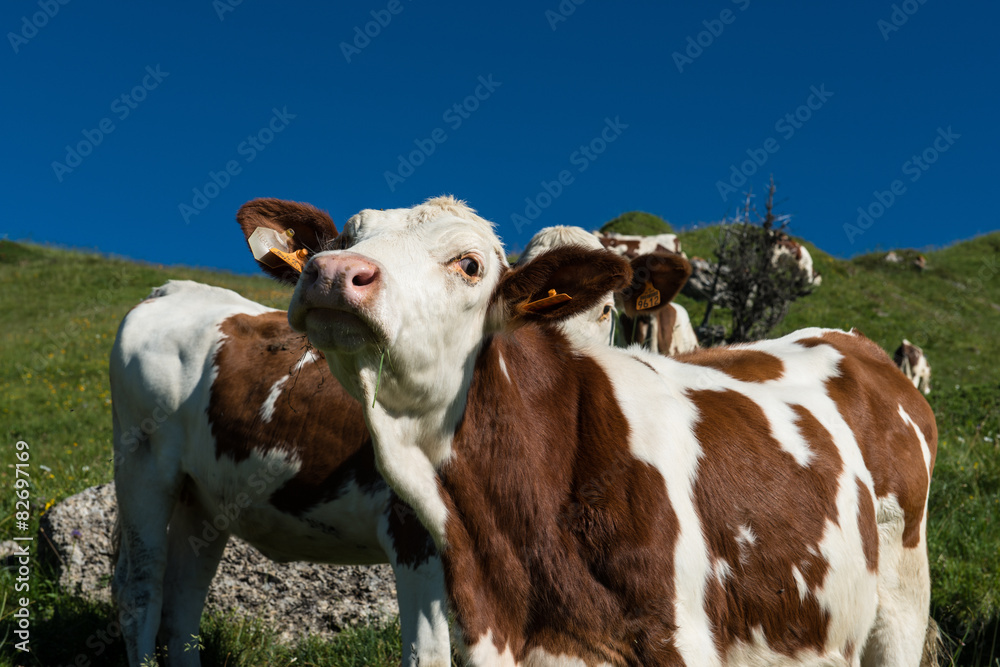 Cows in a high mountain pasture