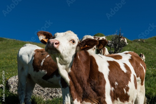 Cows in a high mountain pasture © sebastien_gerard