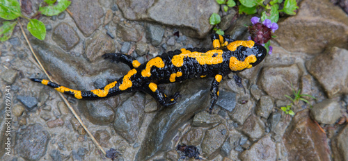 Fire Salamander in rain closeup