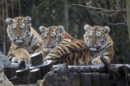 Three curious young tigers in a row