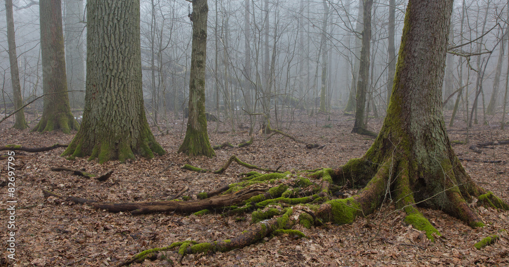 Obraz premium Very old deciduous stand in autumn