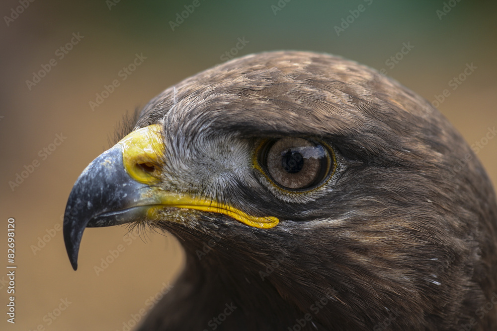 Fototapeta premium Portret woestijnbuizerd