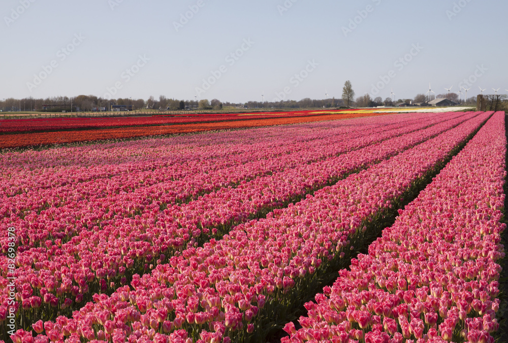 Beautiful tulip fields stretching to the horizon