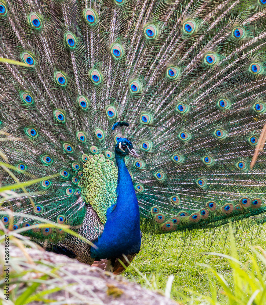 Obraz premium Peacock show-off