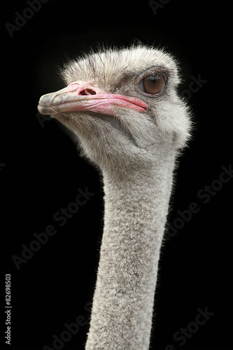 Ostrich isolated