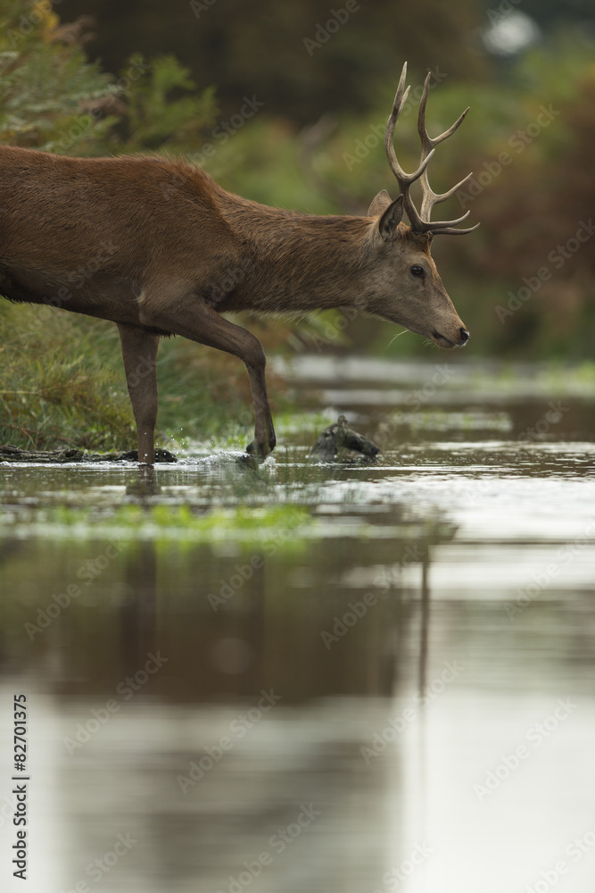 Obraz premium Red deer - Cervus elaphus