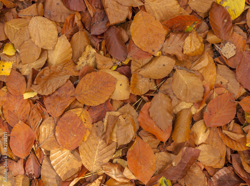 Herbstlaub Herbstlaub