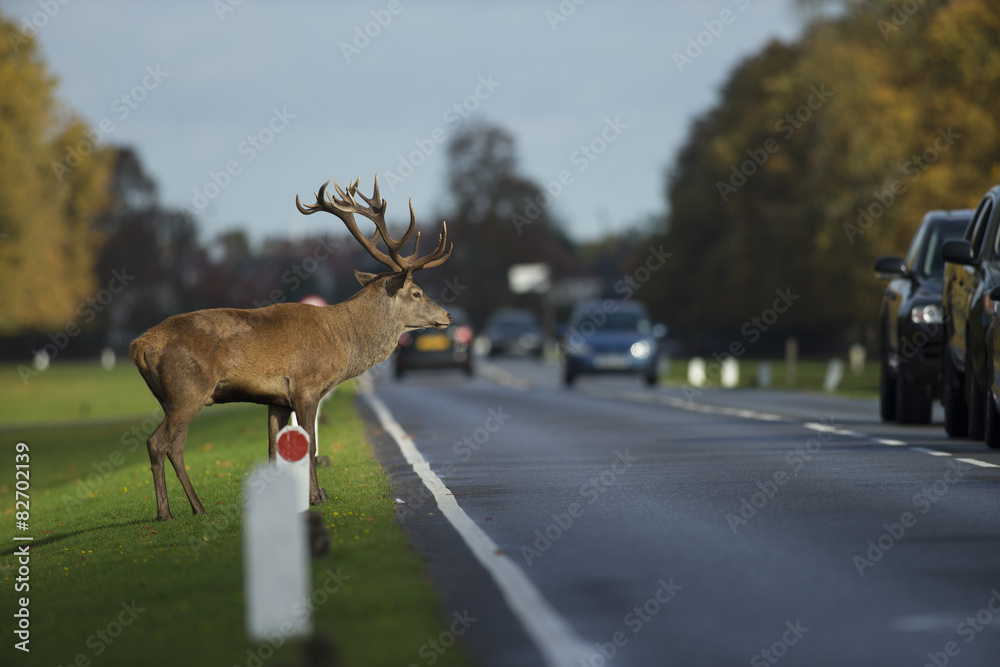 Obraz premium Red deer - Cervus elaphus