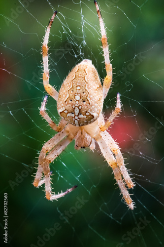 Kreuzspinne (Araneus) im Netz