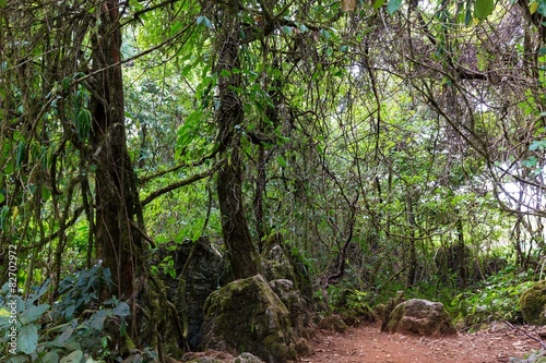 Rocky jungle
