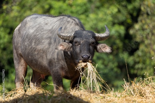 Buffalo eating hay