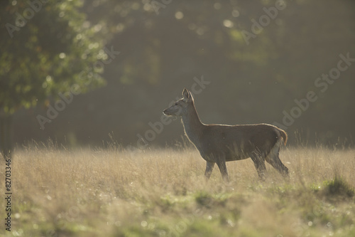 Red deer - Cervus elaphus