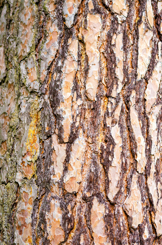 Obraz premium Bark of Pine Tree background