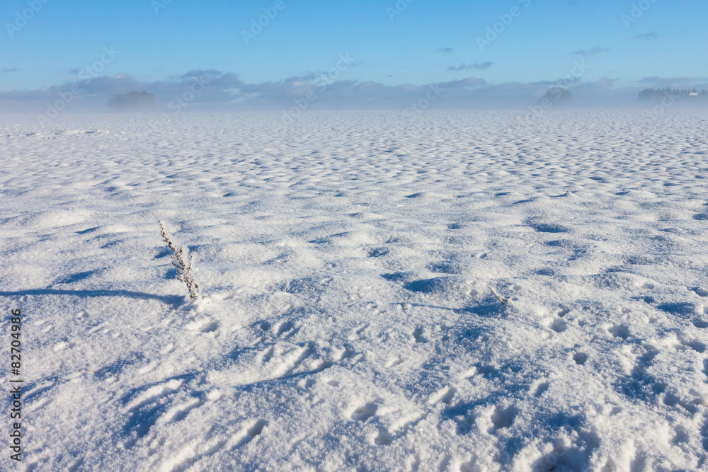 Winter foggy landscape