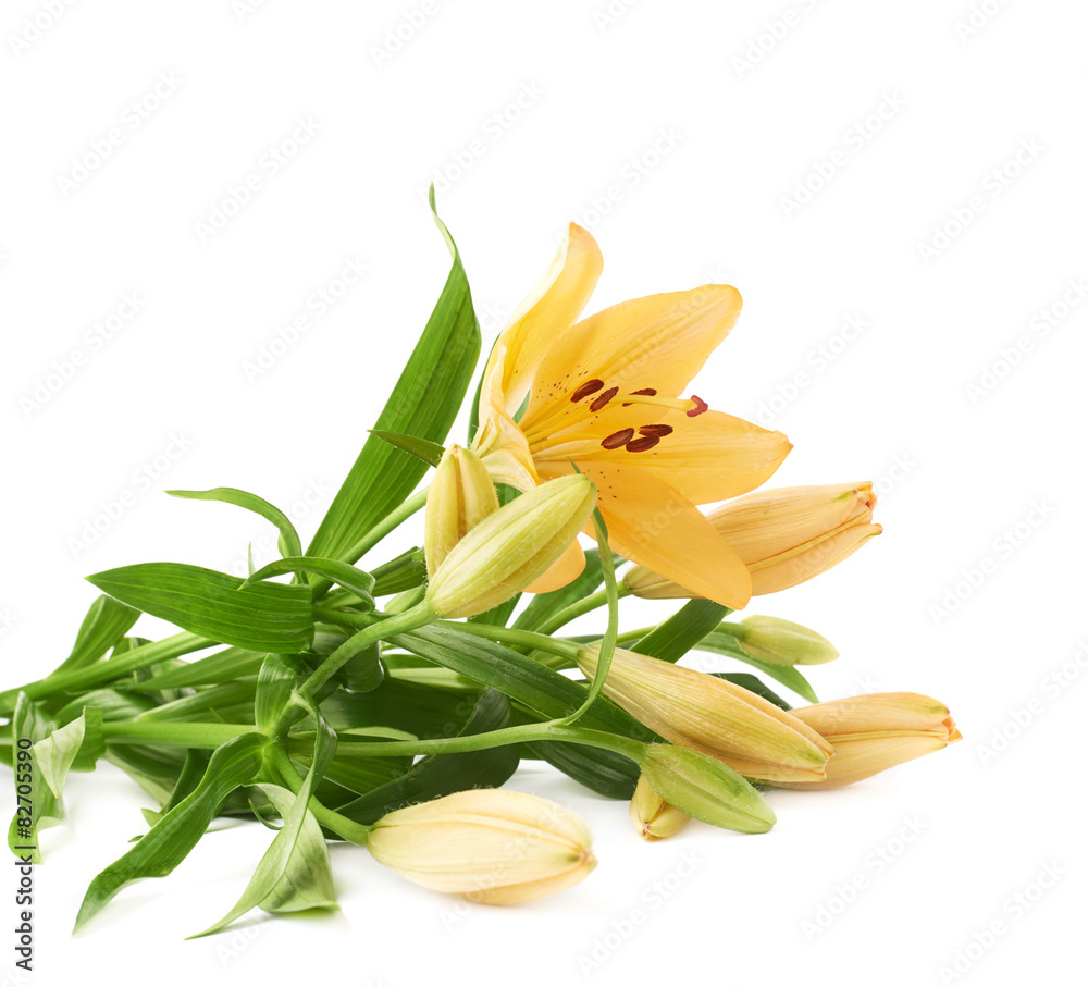 Fototapeta premium Yellow lily lilium flower isolated
