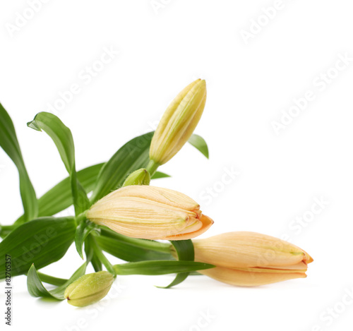 Yellow lily lilium flower isolated