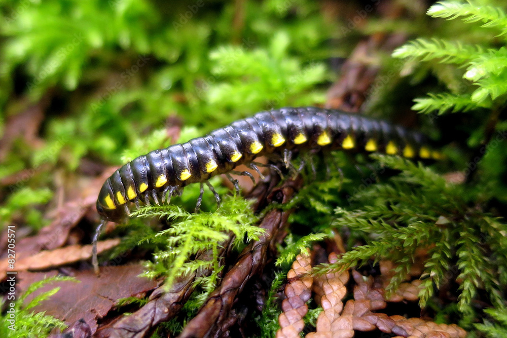 Yellow-spotted Millipede - Harpaphe haydeniana