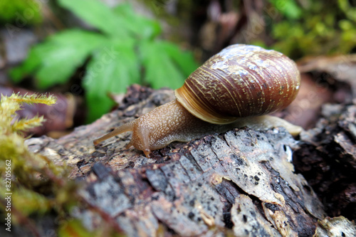 Oregon Forestsnail - Allogona townsendiana