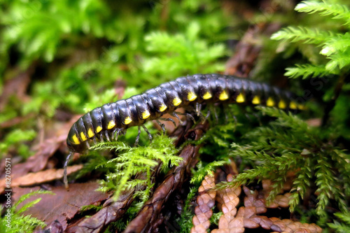Yellow-spotted Millipede - Harpaphe haydeniana