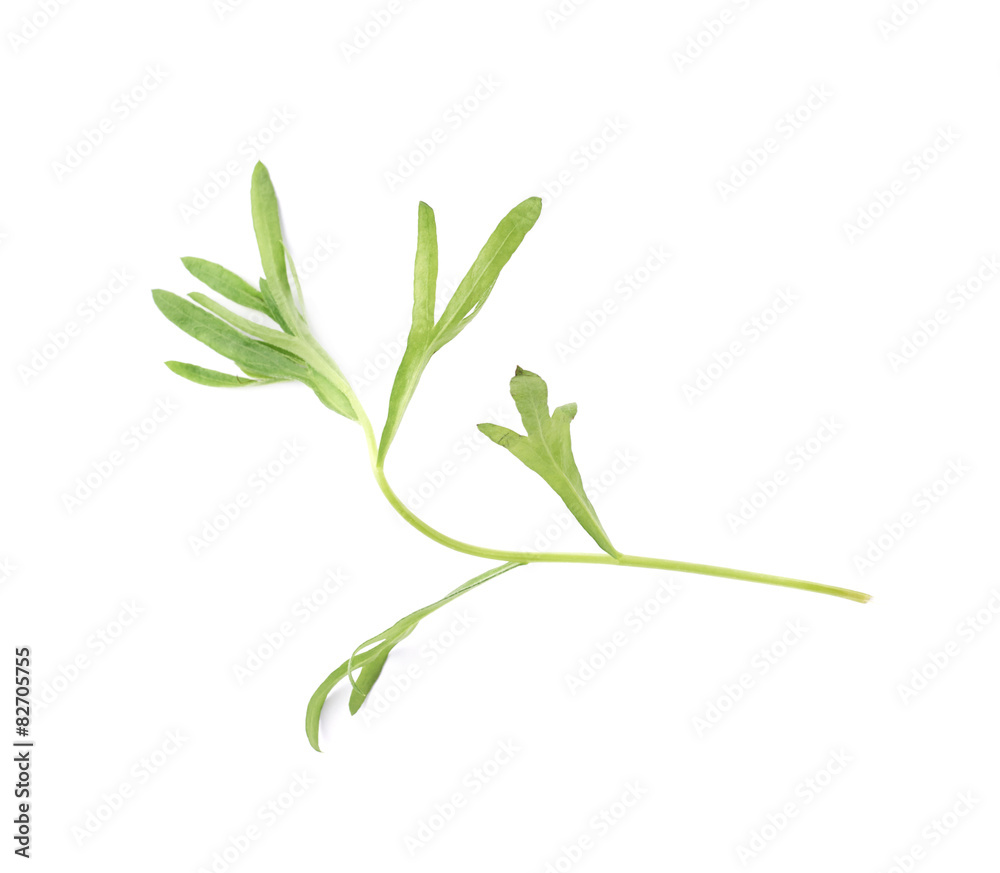 Tarragon perennial aromatic culinary herb