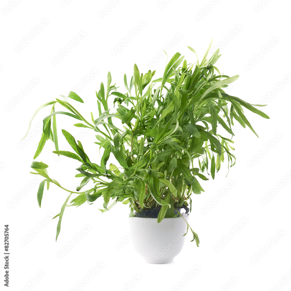 Tarragon perennial aromatic culinary herb Tarragon perennial aromatic culinary herb