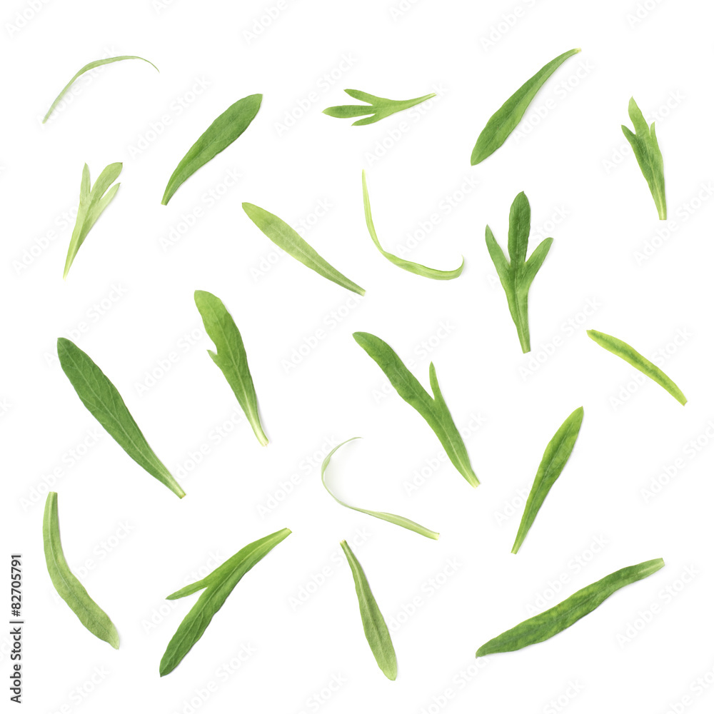 Tarragon perennial aromatic culinary herb