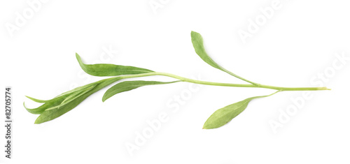 Tarragon perennial aromatic culinary herb