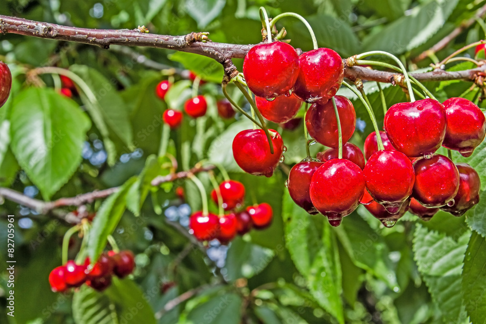 Berry cherry on a background of green foliage Berry cherry on a background of green foliage