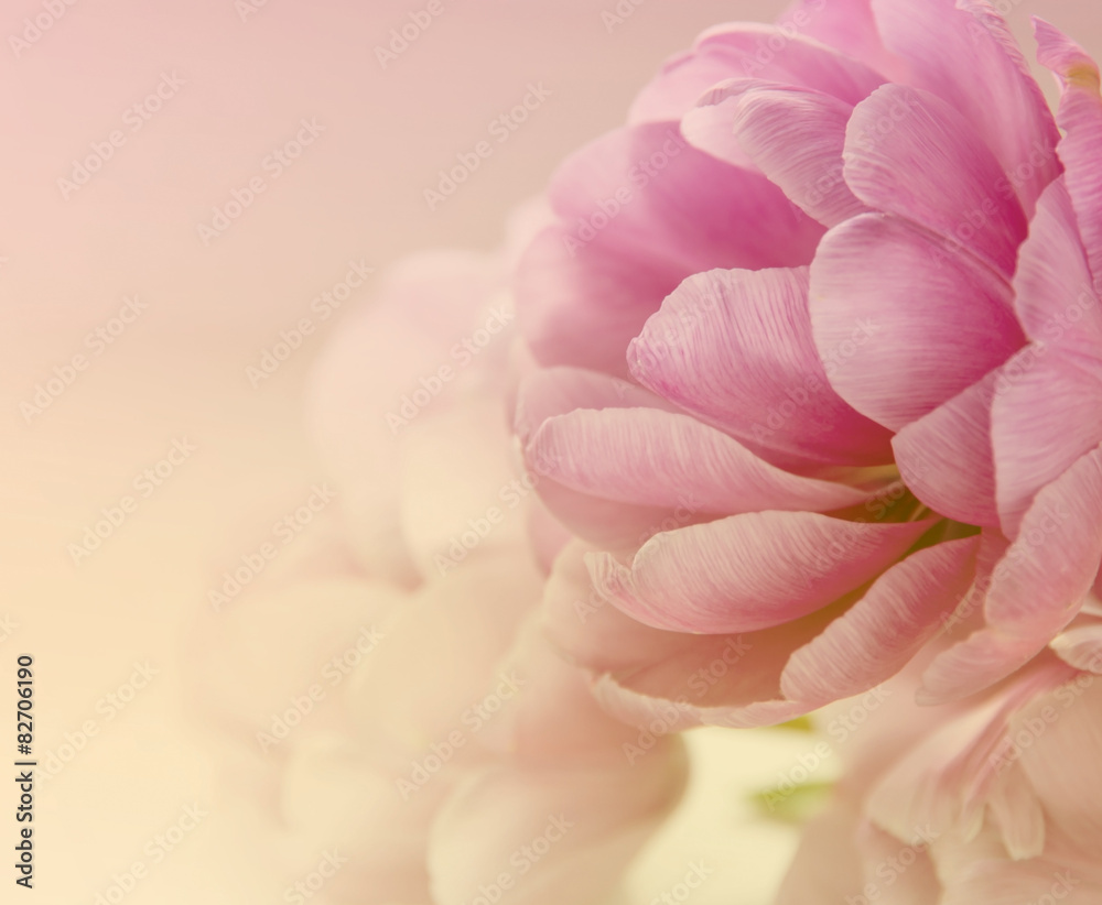 Toned Blurred Floral Background. Peony Tulips Flowers.
