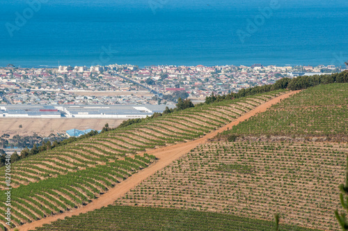 Vineyards with Somerset West and Gordons Bay in the back photo