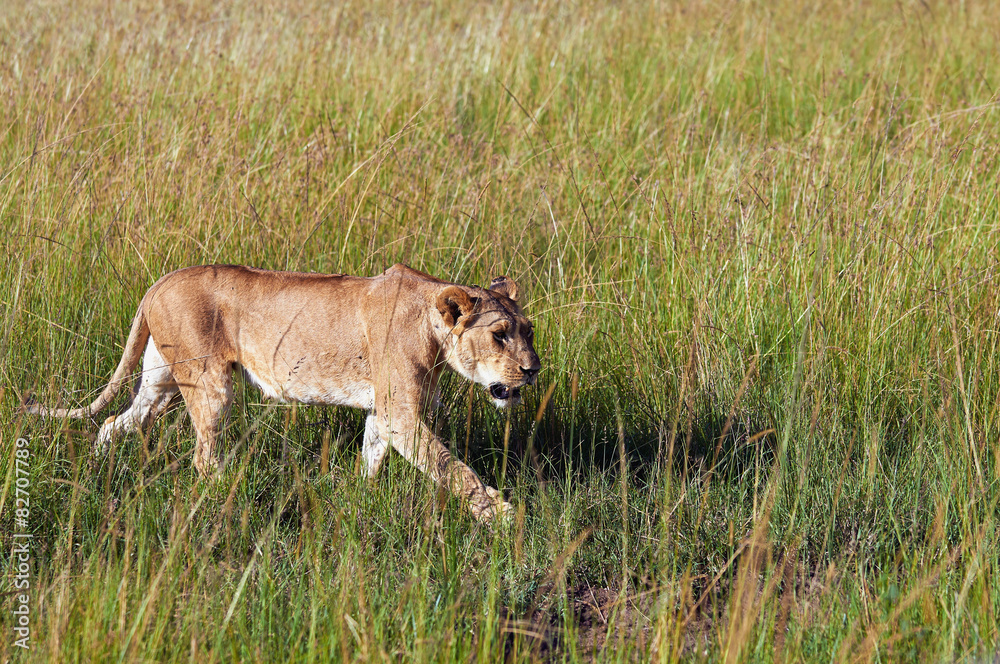 Lioness walks through the green grass hunting for prey Lioness walks through the green grass hunting for prey